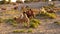 Group of camels eating grass by autumn poplar forest. Ejina, Inner Mongolia