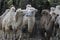 A group of camels enjoying the morning atmosphere