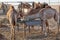 Group of camels feeding in the desert of Abu Dhabi. UAE