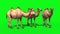 Group of Camels Idle Green Screen 3D Renderings Animations