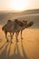 Group of Camels in the liwa desert