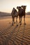 Group of Camels in Liwa Oasis