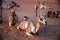 Group of camels posing at sunset in the Omani desert, Wahiba Sands / Sharqiya Sands, Oman