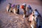 Group of camels resting at sunset in the Omani desert, Wahiba Sands / Sharqiya Sands, Oman