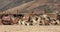 Group of camels in the Sahara Desert near Douz