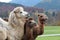 Group of camels standing in the field