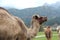 Group of camels standing in the field