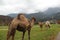 Group of camels standing in the field