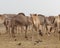 Group of Camels  standing and gazing in the market  with one camel facing camera