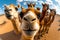 Group of camels standing in line with their heads turned to the camera. Generative AI
