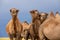 Group camels in steppe