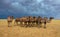 Group camels in steppe and storm sky