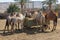 Group of camels take a lunch break on a hot day at the farm