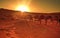 Group of camels view in Liwa Desert , Abu Dhabi