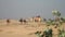 Group of Camels walking in desert in Abu Dhabi UAE in slow motion with cityscape on background