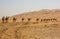 Group Of Camels walking in  liwa desert