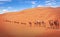 Group Of Camels walking in  liwa desert