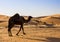 Group Of Camels walking in liwa desert in Abu Dhabi