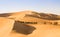 Group Of Camels walking in liwa desert in Abu Dhabi