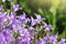 Group of Campanula patula spreading bellflower in bloom on the meadow