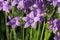 Group of Campanula patula spreading bellflower in bloom on the meadow