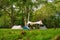 Group of camping tents diverse types of tourism in the natural green yard and tree around is shady feels. Summer camping, Tourism