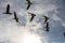 Group of canada geese blue sky background