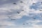 Group of canada geese blue sky background