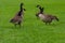 Group of Canada geese (Branta canadensis) on a meadow