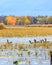 Group of Canada Geese in a fall wetland