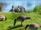 Group of Canada Geese feeding by river