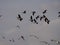 A group of Canada Geese flies near Zingst