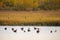 Group of Canada Geese wading or floating in the Gros-Cacouna Marsh shallow water