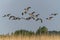 A group of Canada goose or Canadian goose Branta canadensis in flight at sunset.