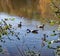 Group of Canadian Geese on Pandapas Pond