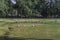 A group of canadian gooses standing in prince`s island park