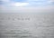 A group of Cape Cormorants flying over the Atlantic Ocean near Walfis Bay in western Namibia