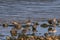 Group of Cape Teal ducks with pink beaks
