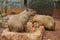 Group of Capybara is feeding in the zoo, the largest living rodent in the world