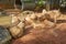 Group of Capybara is feeding in the zoo, the largest living rodent in the world