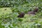 Group of Capybara Hydrochoerus hydrochaeris bathing in green water with birds Pantanal, Brazil