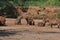 Group of capybaras