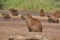 Group of capybaras