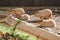 Group of capybaras lying down in Zoo facility