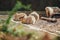 Group of capybaras lying down in Zoo facility