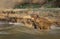 Group of Capybaras on a river bank