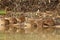 Group of Capybaras sitting on a river bank