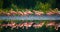 Group of the Caribbean flamingo standing in water with reflection. Cuba.