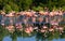 Group of the Caribbean flamingo standing in water with reflection. Cuba.