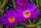 Group of carpobrotus edulis flowers